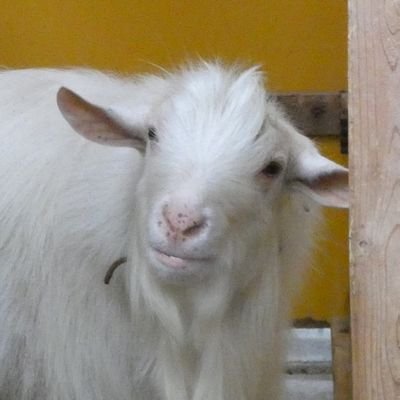 gomakomame's profile picture