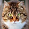 Miao's profile picture