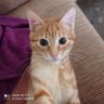 Memtik profil fotoğrafı