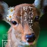 バンビ profil fotoğrafı