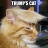 TrumpsCat profil fotoğrafı