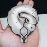 Profilbild von J&KsVPI Axanthics/Crypto Snakes