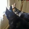 Фото профиля A Girl and a German Shepherd
