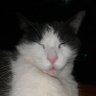 Il Tiziano's profile picture