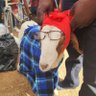 MaSgwili Shazi's profile picture