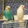 みつごん profil fotoğrafı