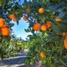 Orange Grove 🧡🏁🐦 的头像