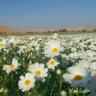 Фото профиля أبو مهند العبدالله