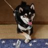 黒柴犬ジン☆つつ☆'s profile picture