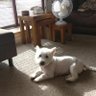 Dave M profil fotoğrafı