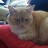 Фото профиля Sparkle The Cat