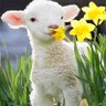 ain'tyourSheep ☦🇬🇷 🇦🇲 🇨🇾's profile picture