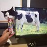 ハタ's profile picture