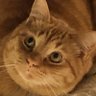 ゆっさみん profil fotoğrafı