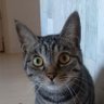 komachi profil fotoğrafı