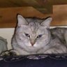 鉄郵おかやま profil fotoğrafı