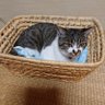 みぃこまま 的头像