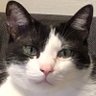 Profilbild von 結猫ちゃん