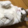 ゆいき🐾 profil fotoğrafı