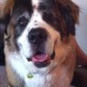 Profilbild von robert the dog