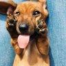 Dachshund Lover profil fotoğrafı