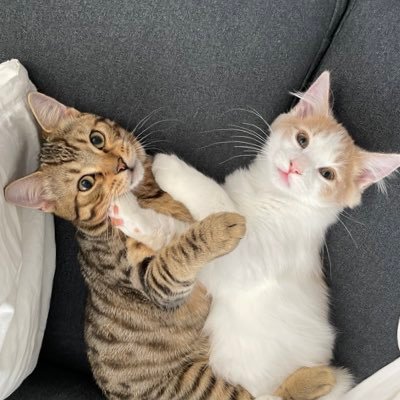 猫大学's profile picture