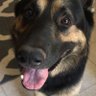 Фото профиля Gunny is my Dog