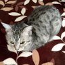 ネコネコネコ 的头像