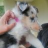 Фото профиля Planeta Collie