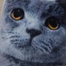Profilbild von ベアハンズ