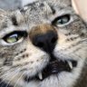 Profilbild von にゃぴこ