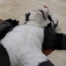 🤘Fluffy Boi on the Block🤘 profil fotoğrafı