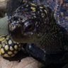 Фото профиля Turtle Poop