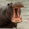 HOLLYWOOD HIPPO profil fotoğrafı