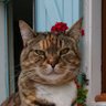 Kittyball's profile picture