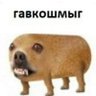 Фото профиля MaciuśKolega