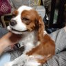 momoazuqooran's profile picture