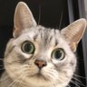 Profilbild von ▶️京都の猫😻りょう&すず