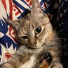 あこ profil fotoğrafı