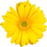 Profilbild von yellow daisy
