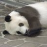 Blumemmi 的头像