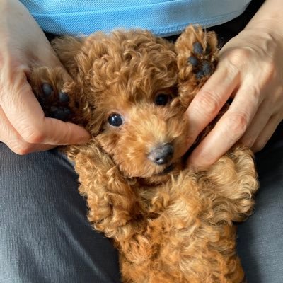 koyu_yuko's profile picture
