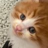 Фото профиля こじこじ
