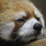まゆまゆ 的头像
