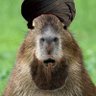 Carpinchovich 🇷🇺 profil fotoğrafı