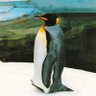 ウォンバット(旧大阪ペンギン)'s profile picture