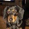 Profilbild von Chippie