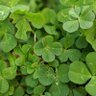 よつば🍀's profile picture