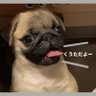Фото профиля パグ犬。