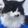 Looney the laid back cat profil fotoğrafı